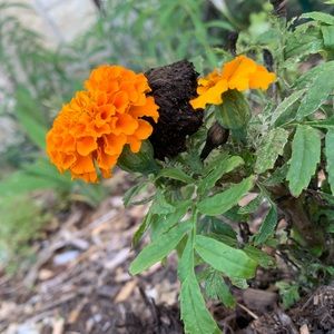 Meet your Posher, Cirsten